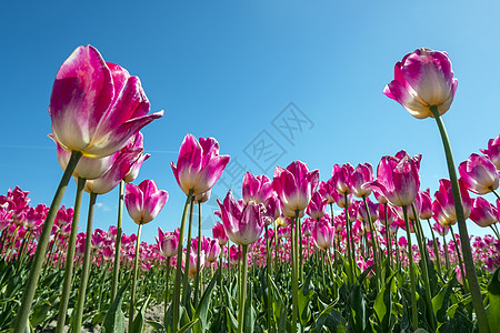 春天在荷兰农村露花的花灯泡从荷兰流出花田农业球根郁金香季节出口园艺场地文化植物图片