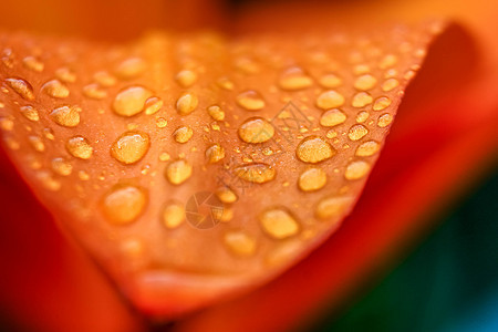 紧贴着盛开的橙色百合花 加上水滴摄影叶子雨滴百合植物花粉老虎植物群花瓣条纹图片