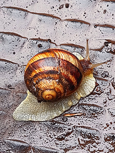 雨缝合时的葡萄蜗牛图片