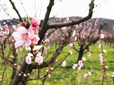 种植场上桃子树的年轻粉红春花果园花瓣季节园艺生活晴天农业花园文化植物群图片