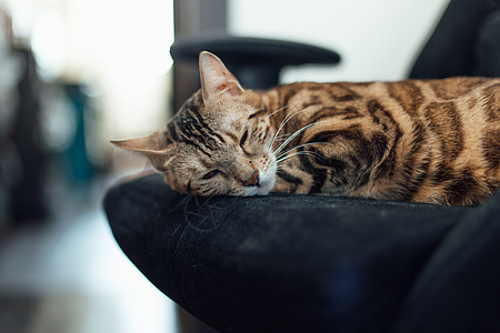 紧紧贴近的金刚小猫 把黑臂椅放下来头发猫咪虎斑扶手椅金子荒野乐趣晶须哺乳动物宠物图片