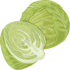 卷心菜 卷心菜头的图像 白菜中段 素食产品 成熟的卷心菜 来自花园的蔬菜 有机食品 在白色背景上孤立的矢量图图片