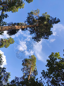 蓝天背景的蓝色天空环境公园顶峰场景爬坡树木阳光农村太阳季节图片