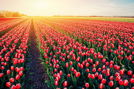 荷兰红色郁金香的美丽田地 极佳的西普里图片