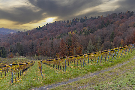 奥地利村附近的奥地利最高葡萄园旅行葡萄植物乡村农田农村爬坡栽培农业旅游图片