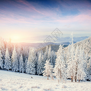 神秘的冬季地貌壮观的山岳仙境天空童话木头假期戏剧性寒冷旅行日落针叶图片