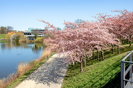 哥本哈根丹麦兰热利尼公园的樱桃布罗索姆 樱花节天空观光长廊花园风景名胜季节游客晴天植物图片