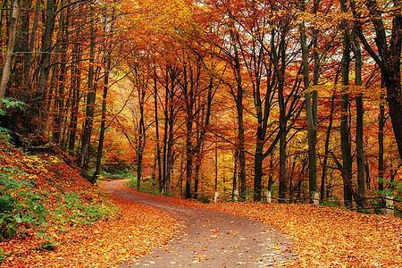 秋天小巷 美丽世界 喀尔巴阡山脉 乌克兰 欧洲橙子红色荒野活力叶子树木公园树叶途径森林图片