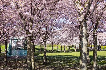 哥本哈根丹麦兰热利尼公园的樱桃布罗索姆 樱花节植物观光景点花园植物群樱花城市节日长廊晴天图片