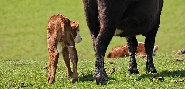 小可爱的牛牛 和它的母亲 羞怯地离开摄像机图片