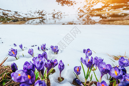 融雪中的春花红花花园生长野花花瓣灯泡生活植物草地植物群图片