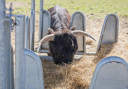 海毛高原牛在养牛人中吃干草乡村动物家畜农村哺乳动物牛角食物牧场毛皮奶牛图片