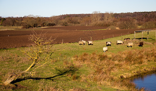 农业景观 新鲜耕种的土地 可耕地耕作天空修炼者森林蓝色季节收成种植农民动物图片