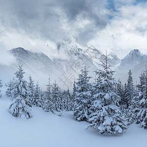 神秘的冬季地貌壮观的山岳太阳降雪寒冷针叶仙境日落云杉戏剧性假期木头图片