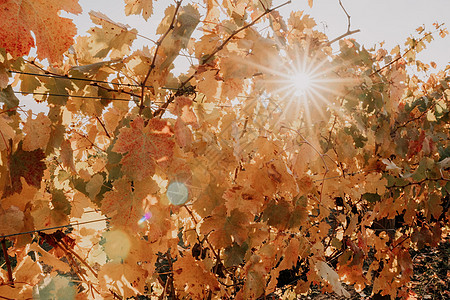在温暖的日落阳光下 葡萄园里明亮的秋红橙黄色葡萄树叶 美丽的成熟葡萄串 酿酒和有机水果园艺 特写 选择性的焦点季节农场藤蔓国家栽图片