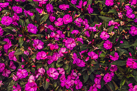紫花纹理贴近 紫花和叶子背景季节团体园艺庆典墙纸花园花朵紫色植物群场地图片