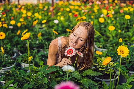 非洲菊农场的一名年轻女子 温室花卉栽培 有 gerbers 的温室 温室中的雏菊花植物花束植物群花园花场植物学市场橙子玻璃花瓣农图片