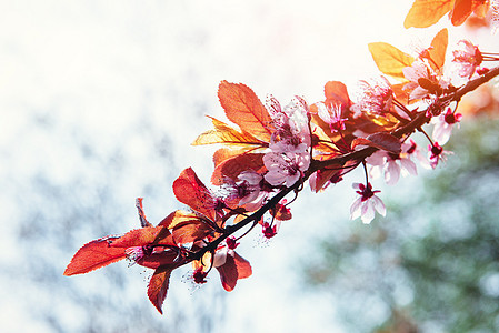 粉红杏仁樱桃花近身 春时花季节植物学公园玫瑰枝条果园脆弱性宏观花瓣叶子图片