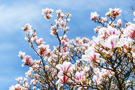 美丽的粉红春花 在树枝上的木兰花玉兰白色公园季节季节性墙纸植物植物群花园花瓣图片