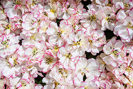 白色粉红色郁金香 Keukenhof花园 荷兰荷兰绿色植物公园活力粉色背景图片