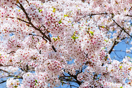 粉红杏仁樱桃花近身 春时花生长脆弱性叶子花园植物学花瓣枝条玫瑰公园果园图片