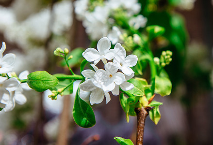 在阳光明媚的Vesnin好日子 美丽的白银花朵图片