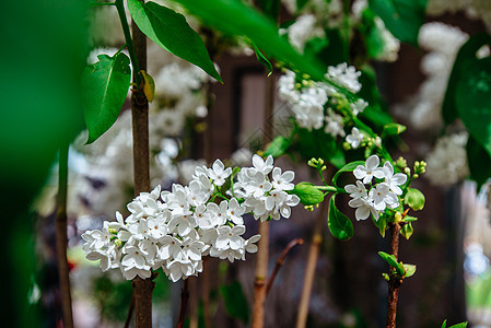 在阳光明媚的Vesnin好天气中 美丽的白银花朵衬套灌木背景紫丁香紫色丁香白丁香宏观枝条淡紫色图片