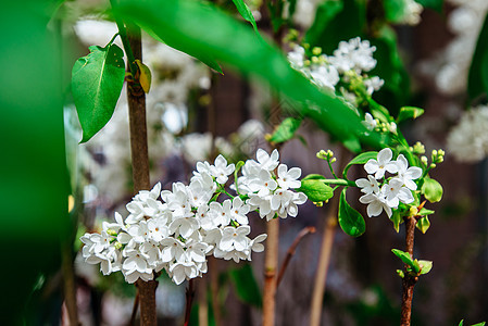 在阳光明媚的Vesnin好天气中 美丽的白银花朵宏观背景灌木淡紫色衬套紫色植物枝条花瓶丁香图片