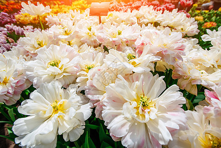 美丽的郁金香花束花坛旅行植物粉色绿色植物群季节公园花园图片