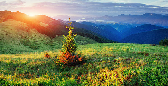 松树林 喀尔巴阡山脉 乌克兰 欧洲地平线顶峰旅行森林天际天空太阳水平蓝色绿色图片