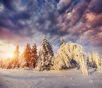 神奇的冬季雪覆盖了树 喀尔巴阡山脉日落全景场景曲目建筑蓝色季节大路日出木头公园图片