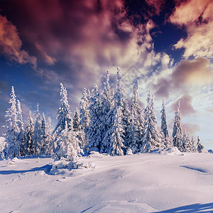 神奇的冬季雪覆盖了树 喀尔巴阡山脉日落季节公园天空蓝色大路暴风雪房子悲伤全景场景图片