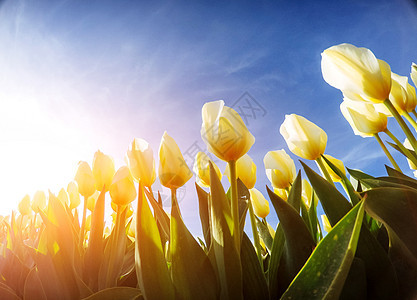 蓝色天空背景的黄色郁金香场地宏观生活叶子植物群季节阳光公园花瓣问候语图片