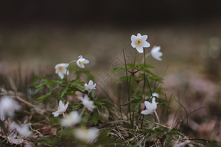 美丽的春天背景 春林中有白葵花的美丽春季背景野花草本植物问候语花瓣植物卡片场地花朵森林植物学图片