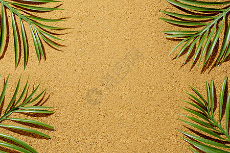 夏季黄沙质和热带棕榈的背景情况图片