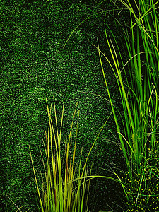 花园中的绿墙作为自然背景 鲜叶和树叶作为自然背景和景观设计土地阳台露台绿色装饰叶子建筑学园艺植物衬套图片