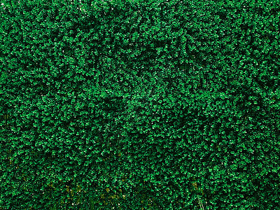 花园中的绿墙作为自然背景 鲜叶和树叶作为自然背景和景观设计绿色园艺阳台建筑学房子绿色植物衬套土地装饰露台图片