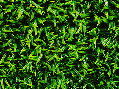 花园中的绿墙作为自然背景 鲜叶和树叶作为自然背景和景观设计绿色植物植物衬套建筑学房子奢华青菜风格露台园艺图片
