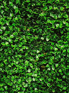 花园中的绿墙作为自然背景 鲜叶和树叶作为自然背景和景观设计奢华房子园艺植物衬套建筑学露台青菜阳台绿色图片