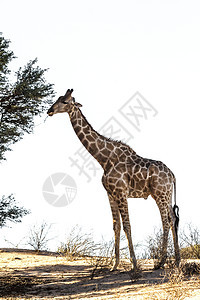 南非Kgalagadi跨界公园的Giraffe生物哺乳动物动物野性驱动旅游野生动物沙漠游戏气候背景图片