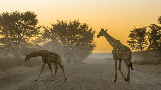 南非Kgalagadi跨界公园的Giraffe气候旅游栖息地野生动物日落目的地风景哺乳动物地区游戏图片