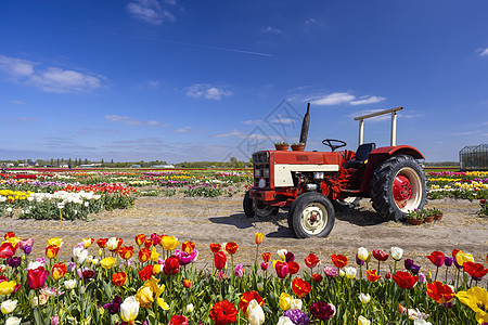 荷兰Keukenhof附近带有旧拖拉机的郁金树田环境场地旅游农场季节农村植物群天空旅行叶子图片