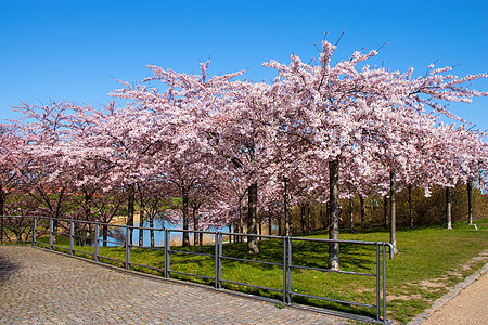哥本哈根丹麦兰热利尼公园的樱桃布罗索姆 樱花节节日樱花图片