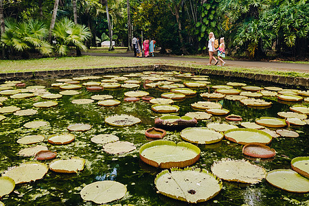 毛里求斯天堂岛上的植物园 有百合花的美丽池塘 印度洋中的一个岛屿植物百合荷花叶子旅游异国公园奶油热带花园图片