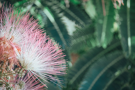Lankaran 金合欢的粉红色花 在绿色背景上的合欢 特写 复制空间 花背景热带生态花瓣树叶植物学玫瑰植物群阳光叶子情调图片