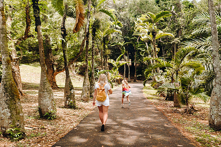 毛里求斯岛植物园内大片棕榈树在沿街行走的旅游者图片