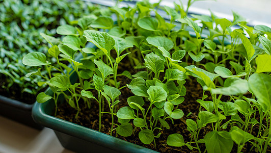窗台上的锅里放着胡椒 有选择的焦点种植温室植物学幼苗叶子种子农业蔬菜房子窗户图片