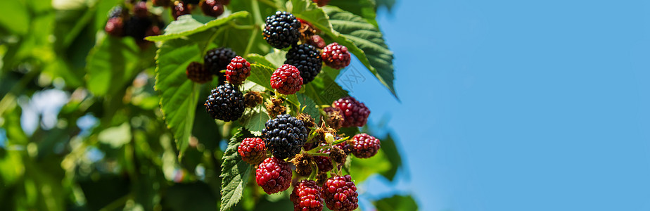 黑莓在花园里生长 在灌木丛中开花和不熟的黑莓植物农业营养团体浆果衬套叶子饮食园艺水果图片