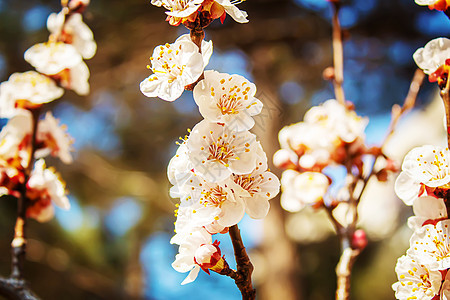 春树开花 果树枝上鲜红的粉红色花朵 有选择的重点宏观季节花园阳光蓝色水果果园园艺天空公园图片