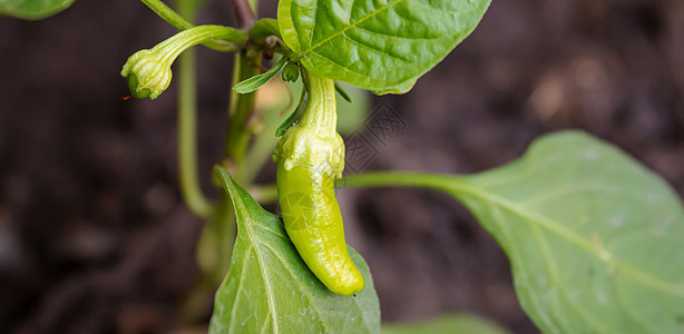 窗台上的锅里放着胡椒 有选择的焦点生长植物花园温室幼苗食物农业房子辣椒种植图片